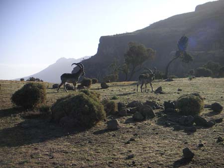 Walia Ibex on Semien Mountains