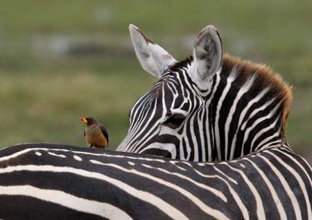 Yellow-billed Oxpecker