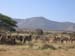 Camels in Ethiopian Rift Valley