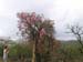 Elephant Rose in the Rift Valley