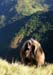 Gelada Babbon Simien Mountains