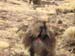 Gelada Baboon SMNP-1