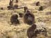 Gelada Baboons SMNP