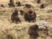 Gelada Baboons Semien Mountains