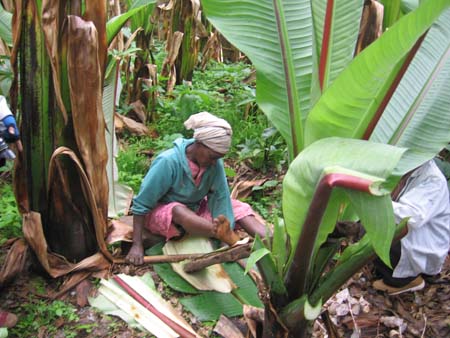 Dorze woman making Kocho