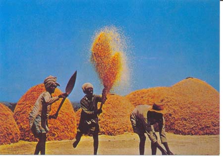 Winnowing Wheat on the High Plateau